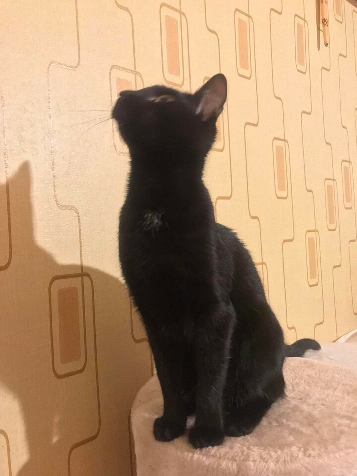 received_4654901321290266.jpeg - Wstydliwi75