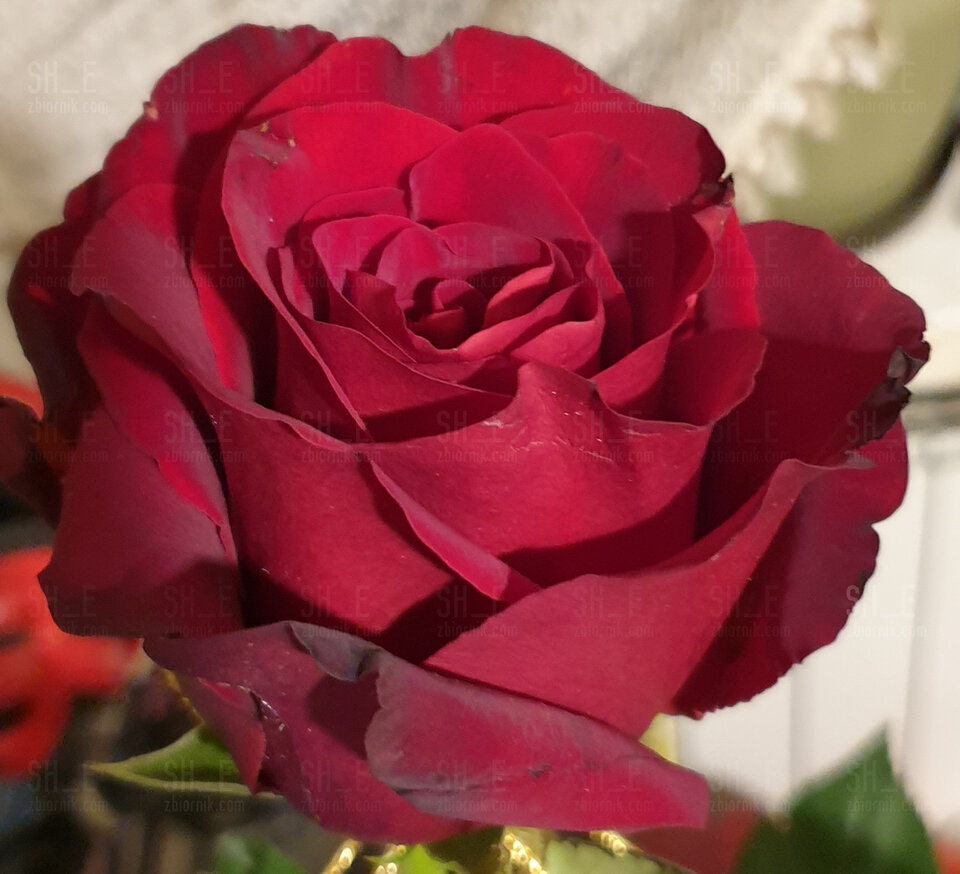 Urodzinowa róża - Sh_e