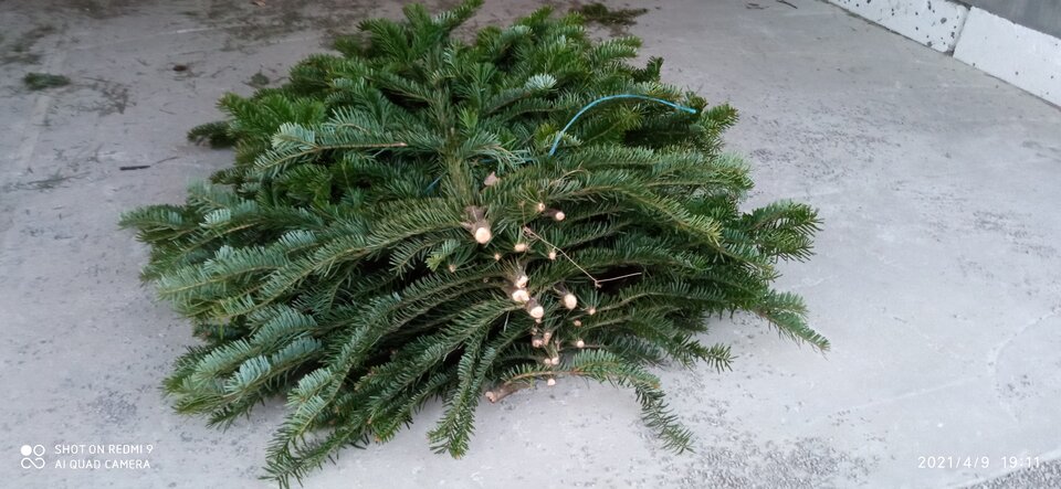 IMG_20210409_191112.jpg - pawlojack