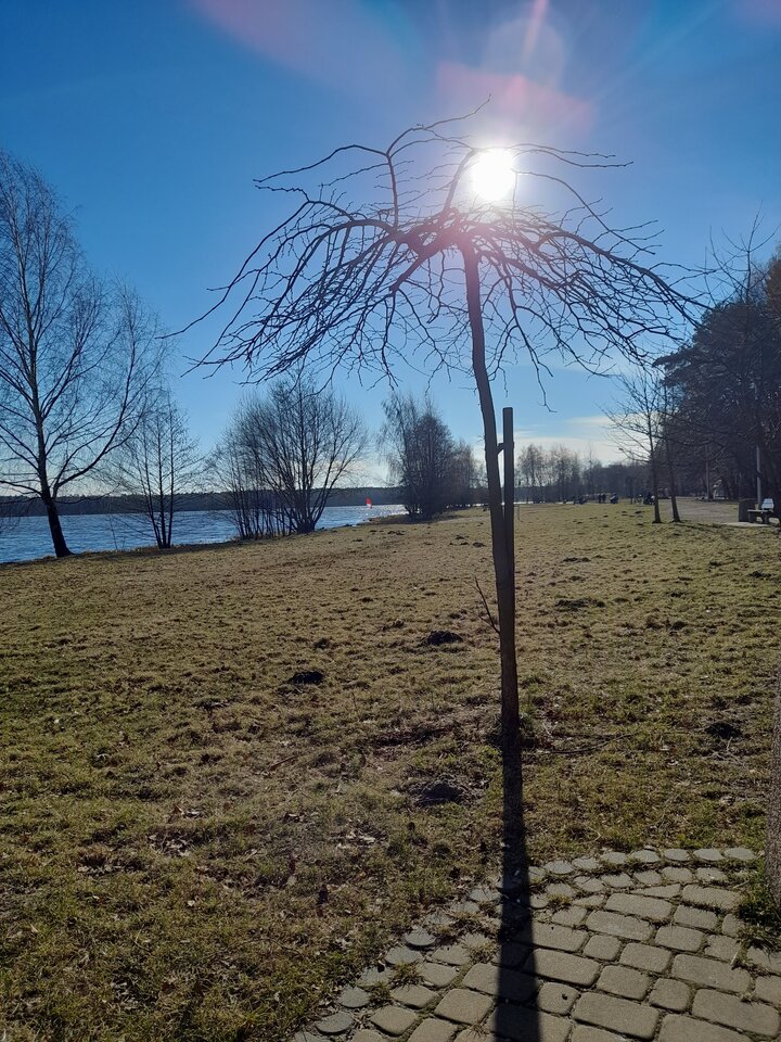 20220216_135701.jpg - Ambrozja2