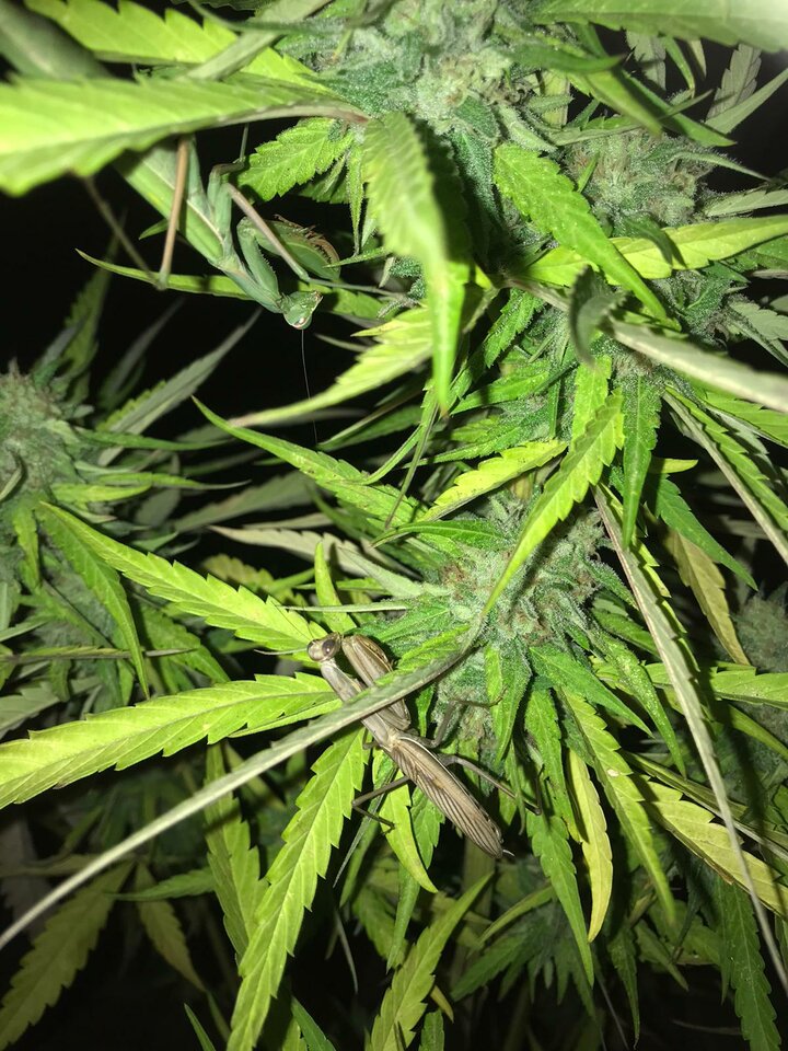 IMG-20210930-WA0000.jpg - WroclawskiSzperacz