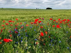 IMG_5829.jpeg