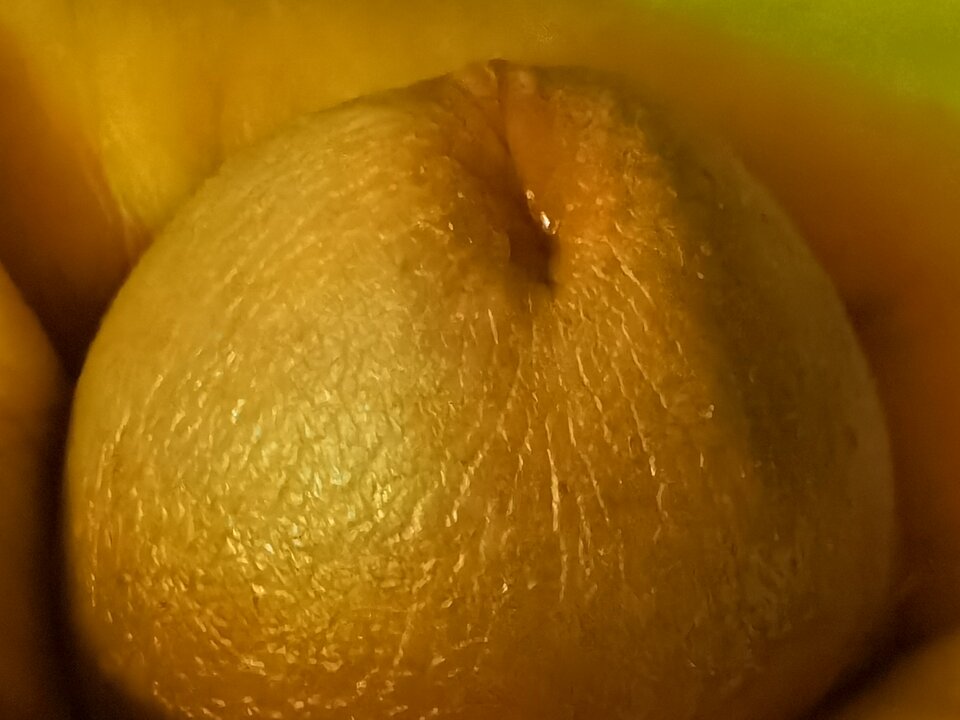 IMG_20220221_004636.jpg - Mabakol