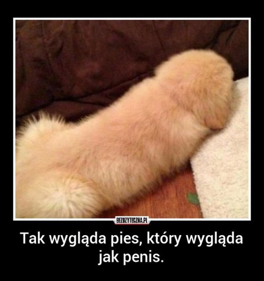 ptak to czy nie ptak - astigarrak