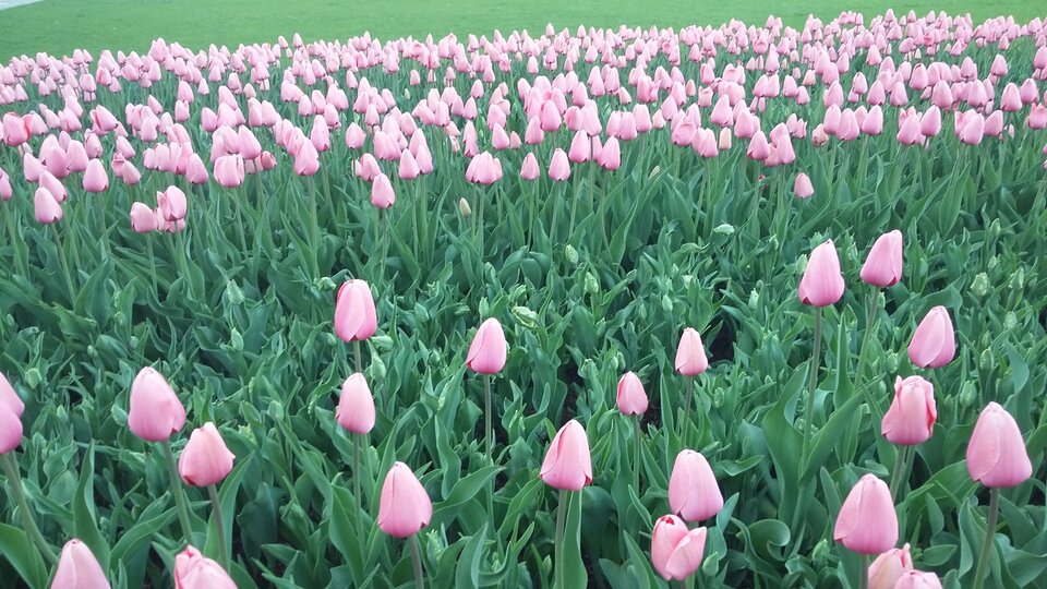 20180420_191017.jpg - Dawid787878