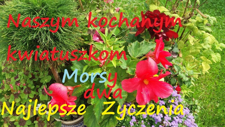 Zbiornik 2022 03 08 - Morsy_dwa