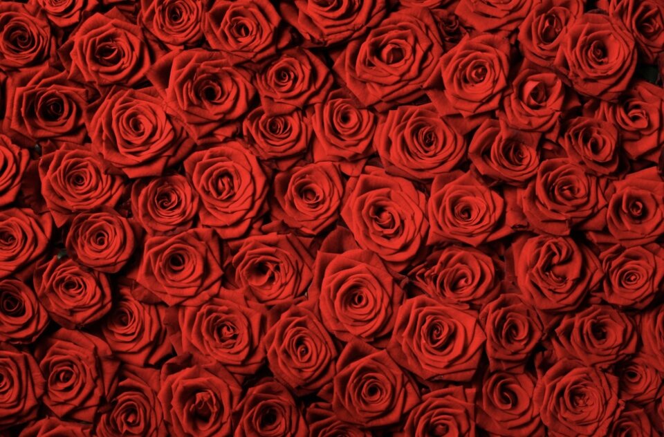 7ED727D3-E767-4781-ACF9-6F576119A4C6.jpeg - Margo21