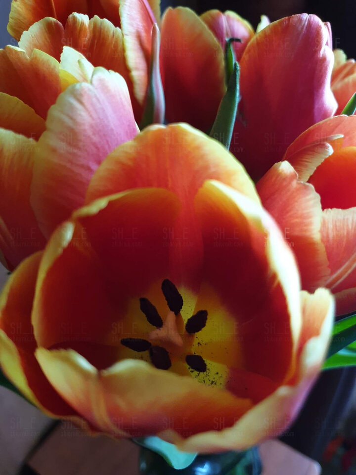 FB_IMG_1646753246023.jpg - Sh_e