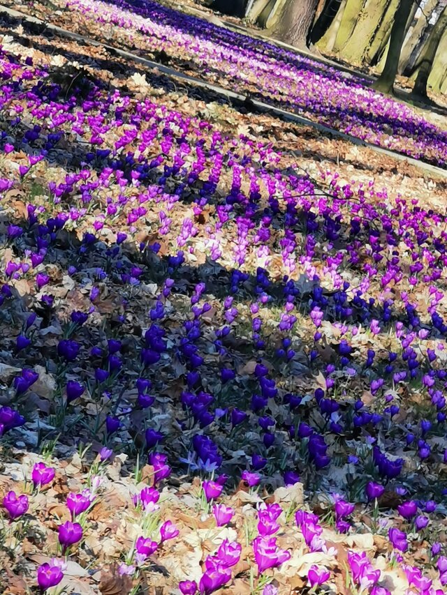 ksiezniczka_ciemnosci