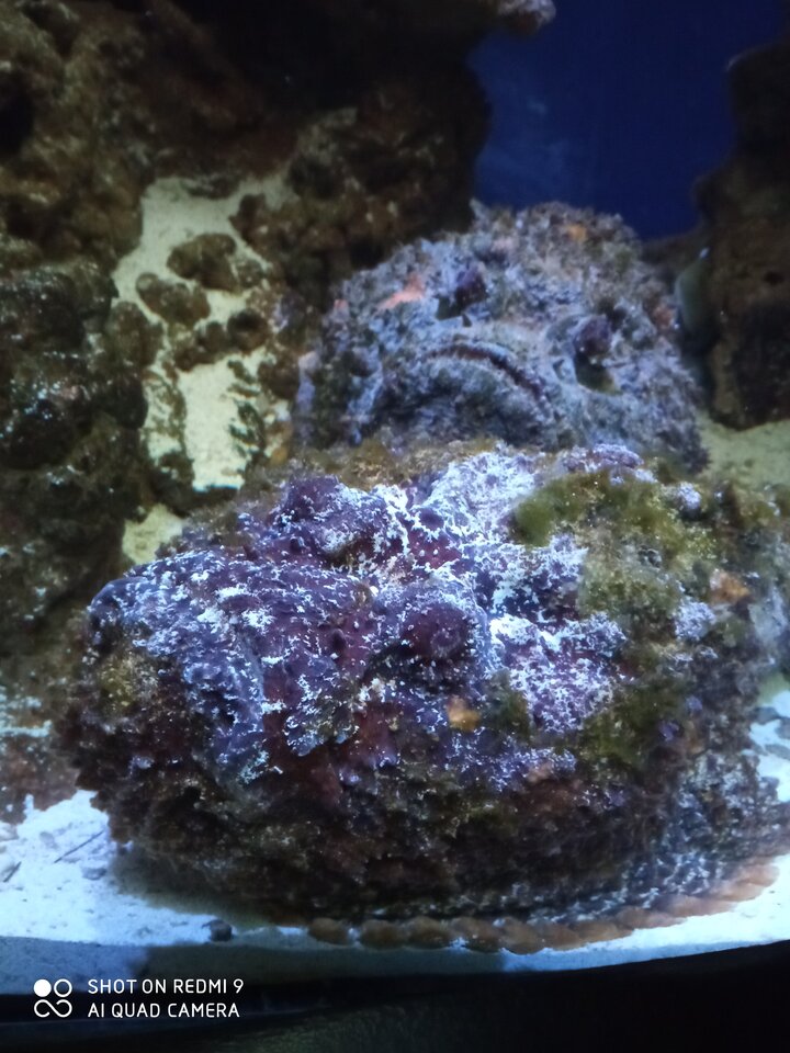 Akwarium Gdynia - Smieszka80