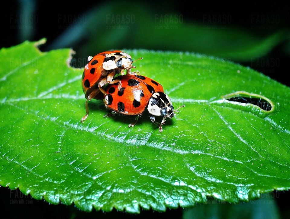 ladybugs-gb1c087646_1280.jpg - fagaso