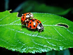 ladybugs-gb1c087646_1280.jpg