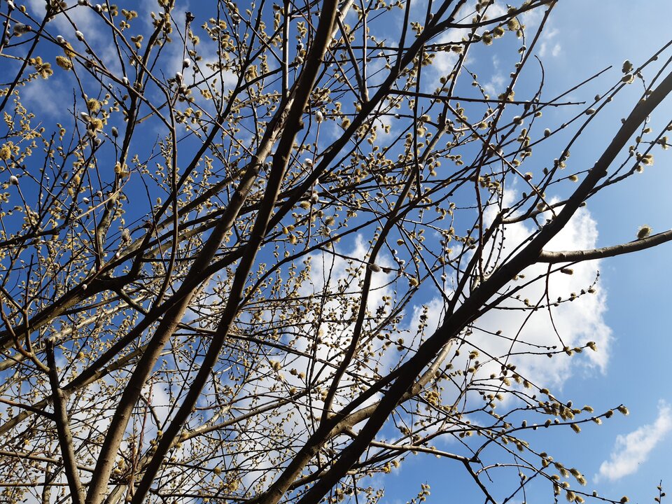 20220319_152953.jpg - torii99