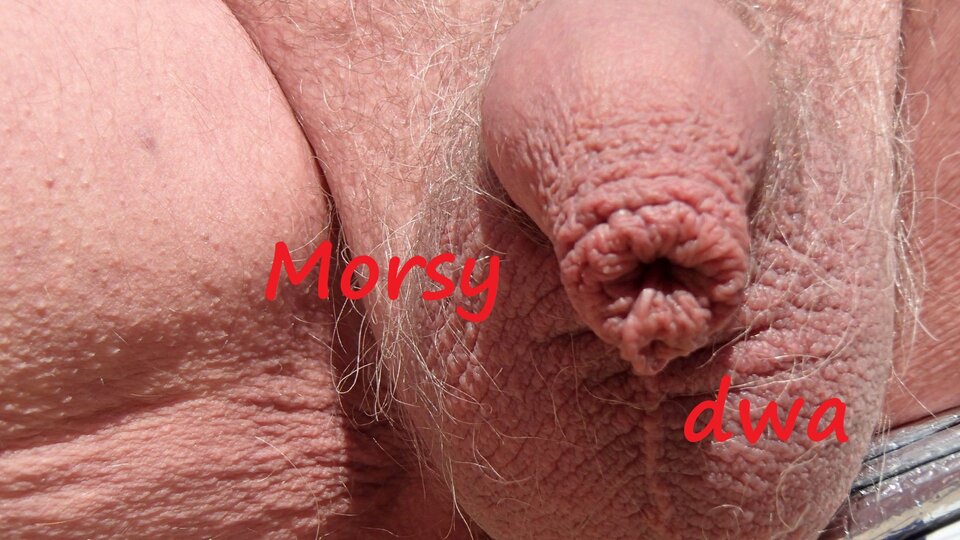 Zbiornik 1651 - Morsy_dwa