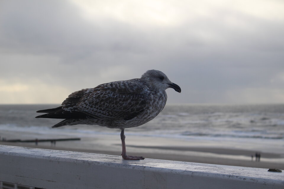 mam ptaka - aniewracamtuijuz5