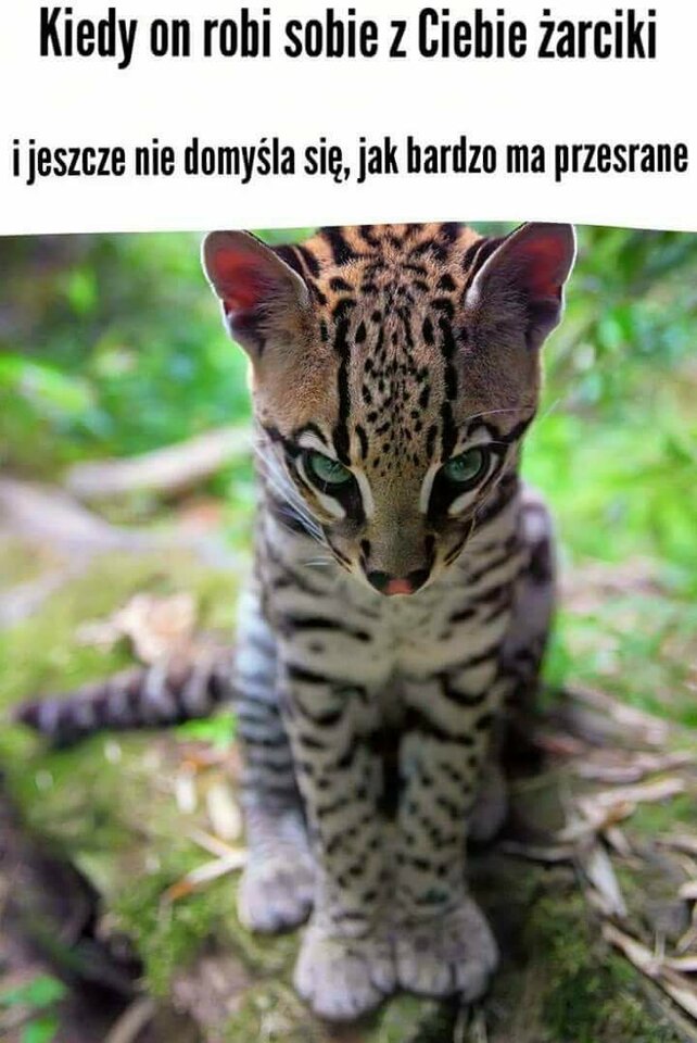 IMG-20220214-WA0005.jpg - Nicci