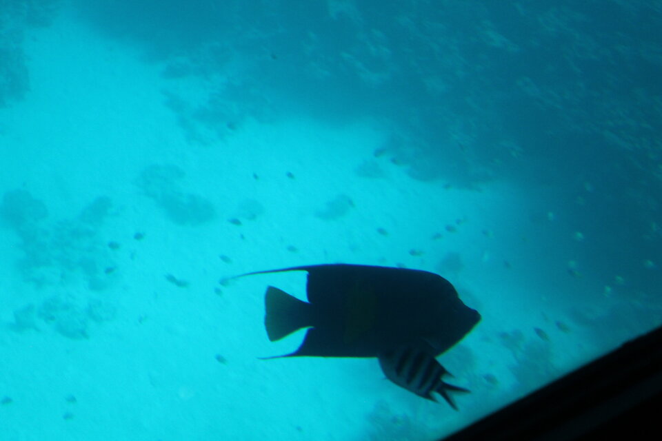 IMG_4354.JPG - Mario131082