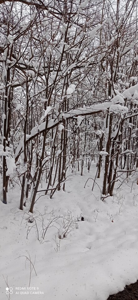 IMG_20220403_134024.jpg - cojones_big