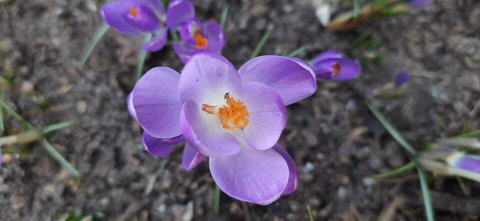 20220313_163128.jpg - janusz1964103