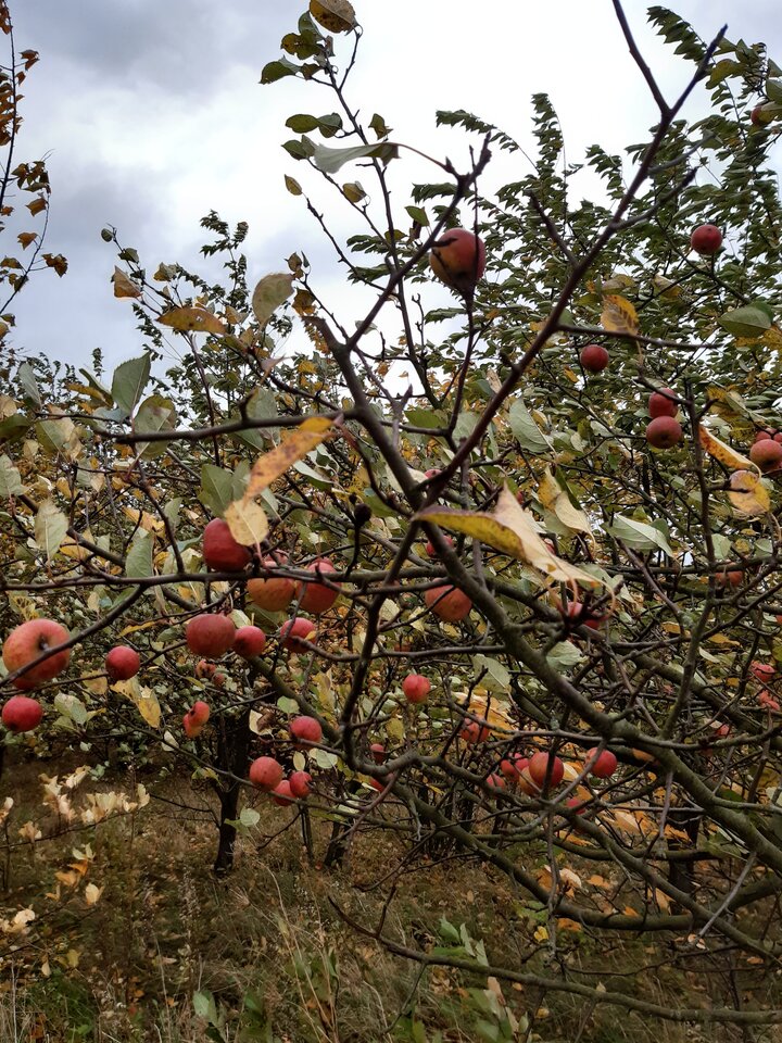 20211022_130808.jpg - torii99