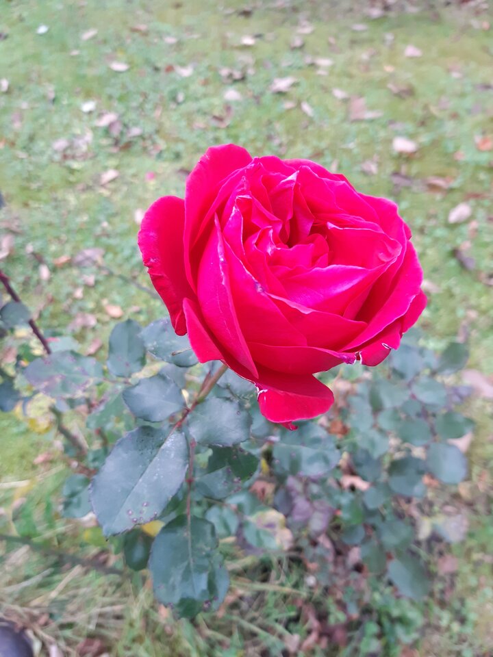 20211116_093344.jpg - torii99