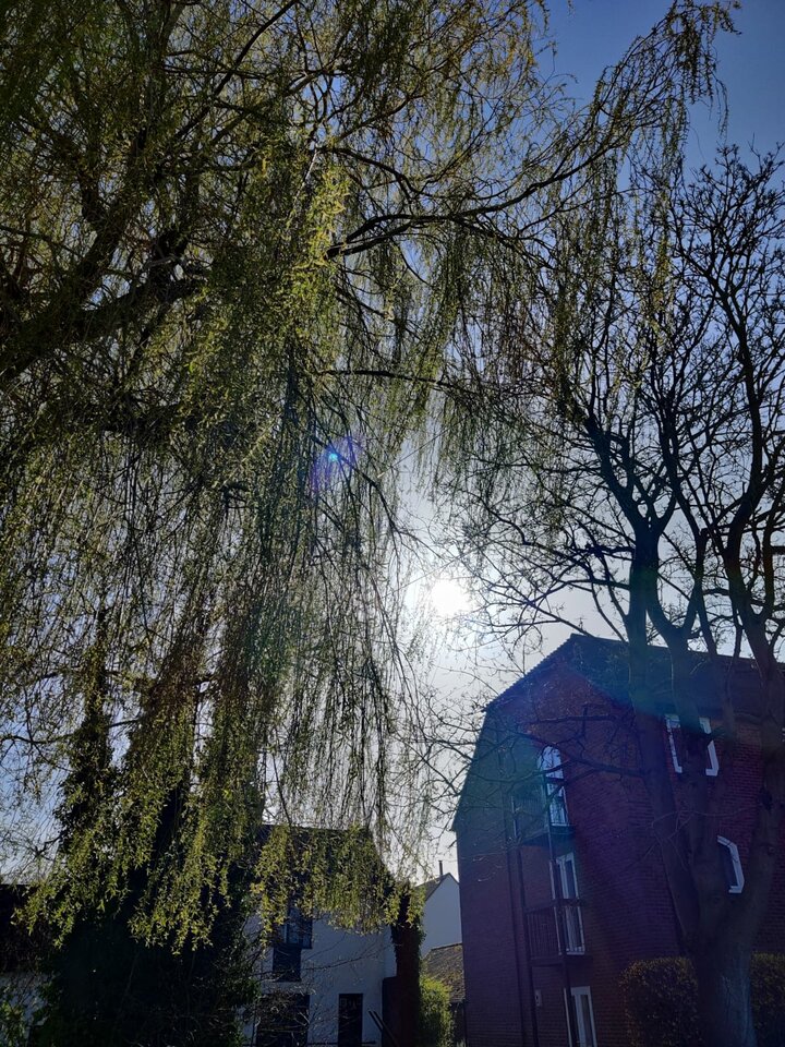 IMG-20210327-WA0004.jpg - Redorange999