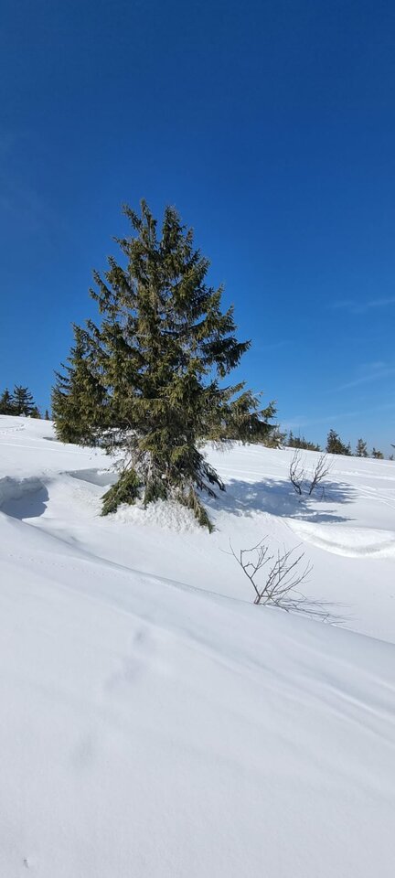 IMG-20220320-WA0013.jpg - Redorange999