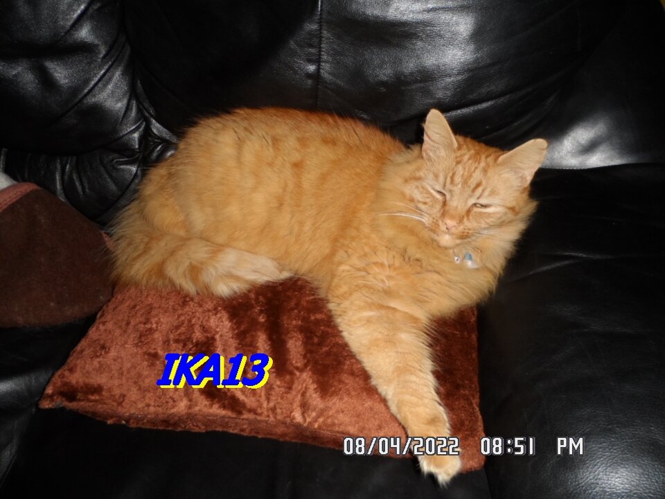 SAM_3913.JPG - ika13