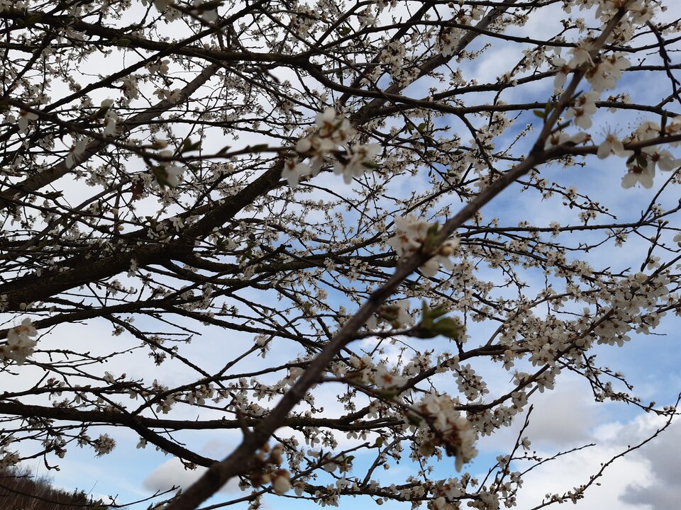 20220409_171537.jpg - torii99