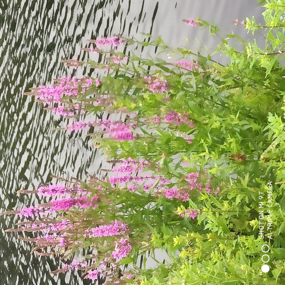 IMG_20210703_093741.jpg - GOGO5