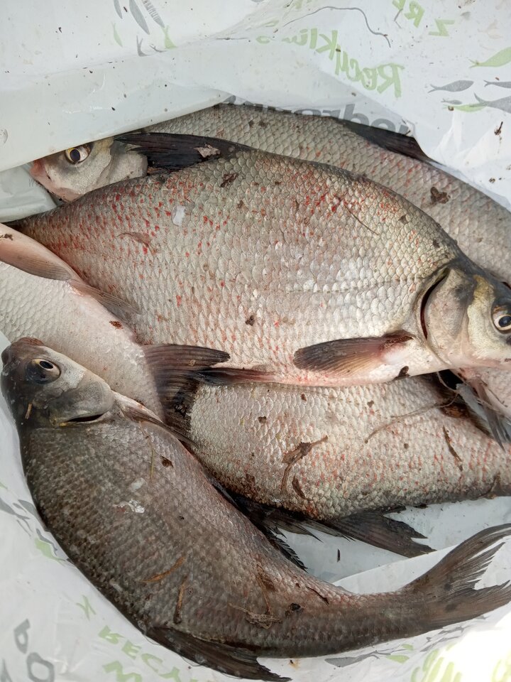 IMG_20220411_173144_182.jpg - rafi07