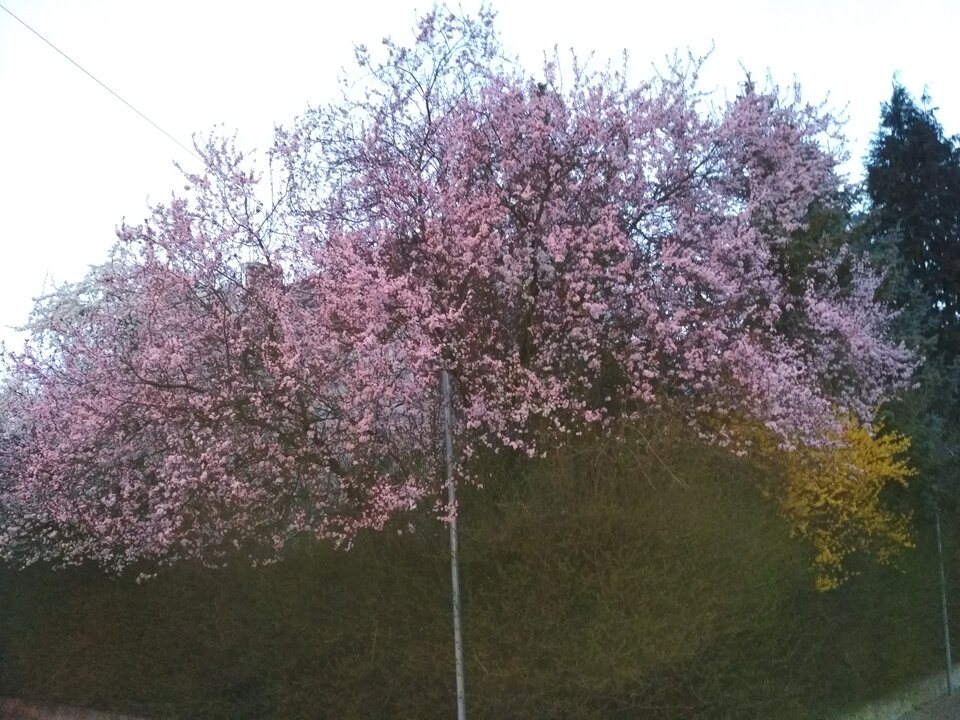 IMG_20220412_054459.jpg - Jorguu