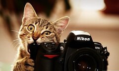 sprytny-i-zabawny-brazowy-kot-robi-zdjecie-aparatem-tapeta-960x6