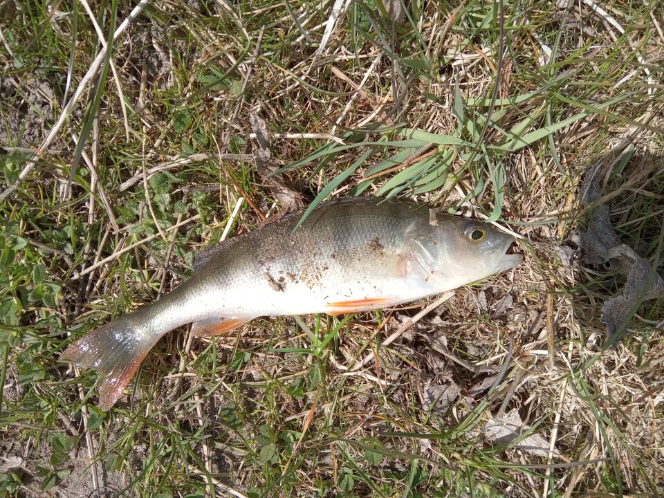 IMG_20220420_135209_841.jpg - rafi07