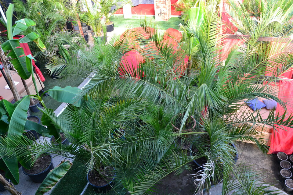 Playroom dżungla w JC&R. - jacuzzi