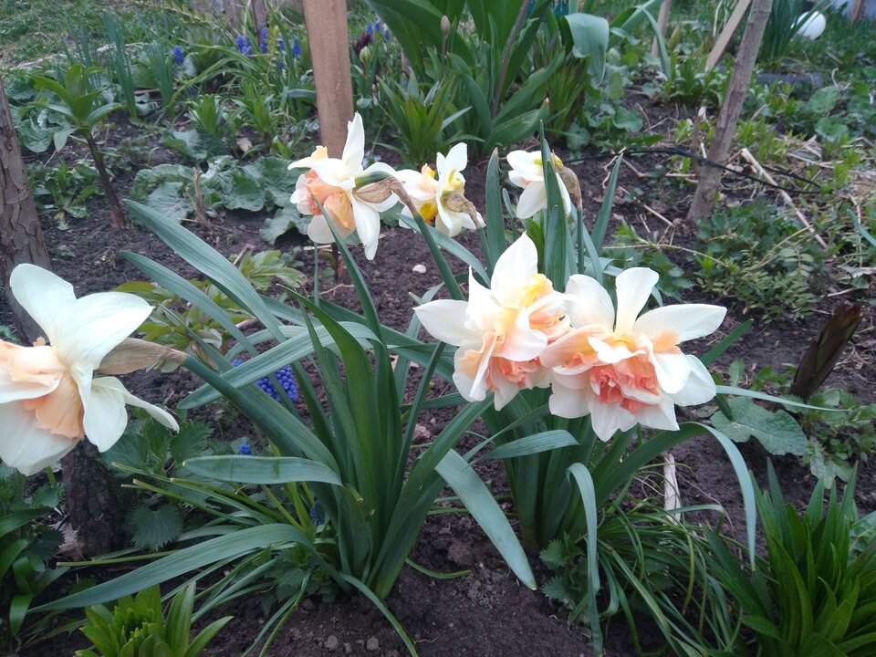 20220421_174907.jpg - Krzyszto1234