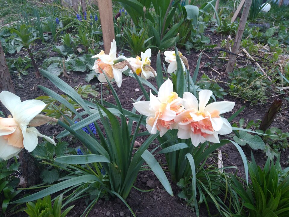 20220421_174908.jpg - Krzyszto1234