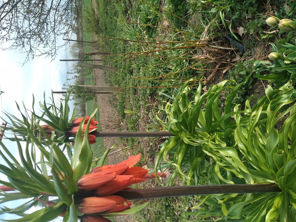 20220424_172058.jpg - Krzyszto1234