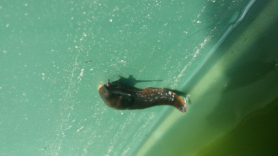 20170708_124529.jpg - Cierpliwy_on