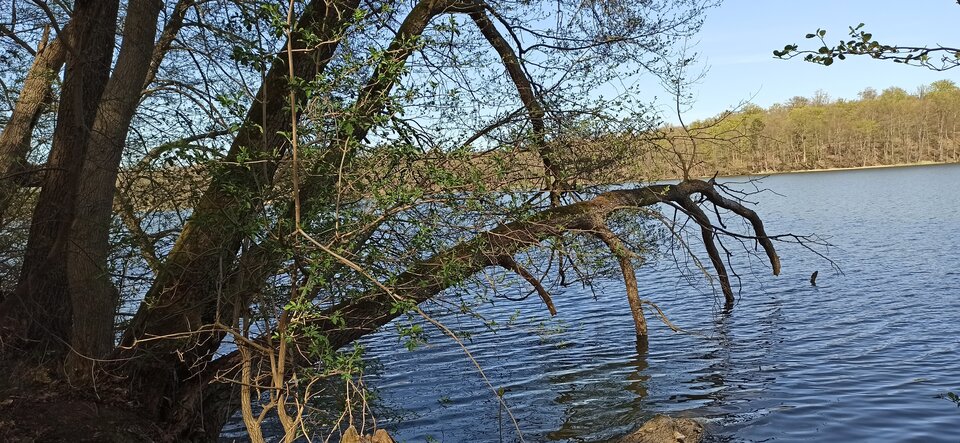 IMG_20220429_160622.jpg - mado59