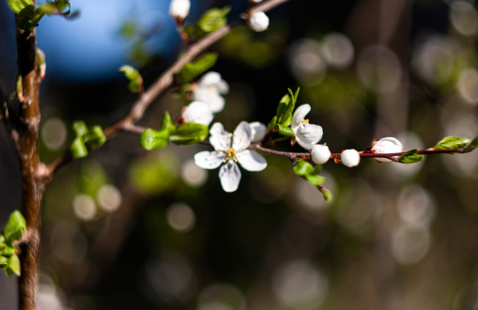 IMG_2808.jpg - Roscoo