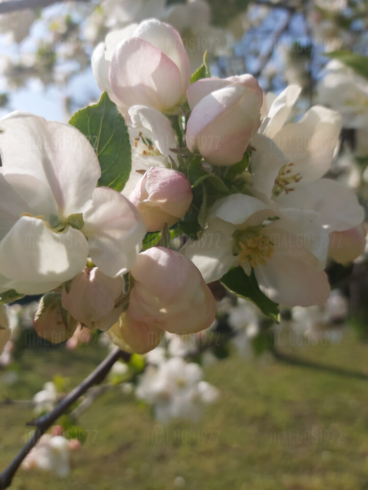 20220501_152622.jpg - malgos1972