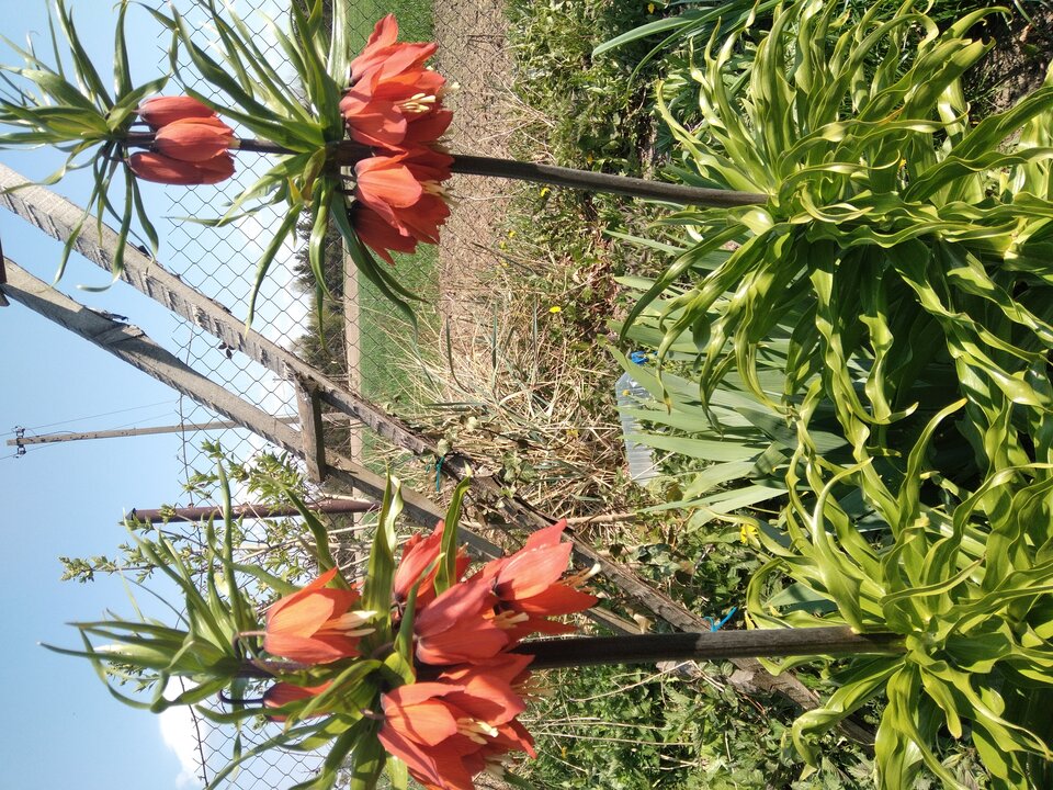 20220502_140205.jpg - Krzyszto1234