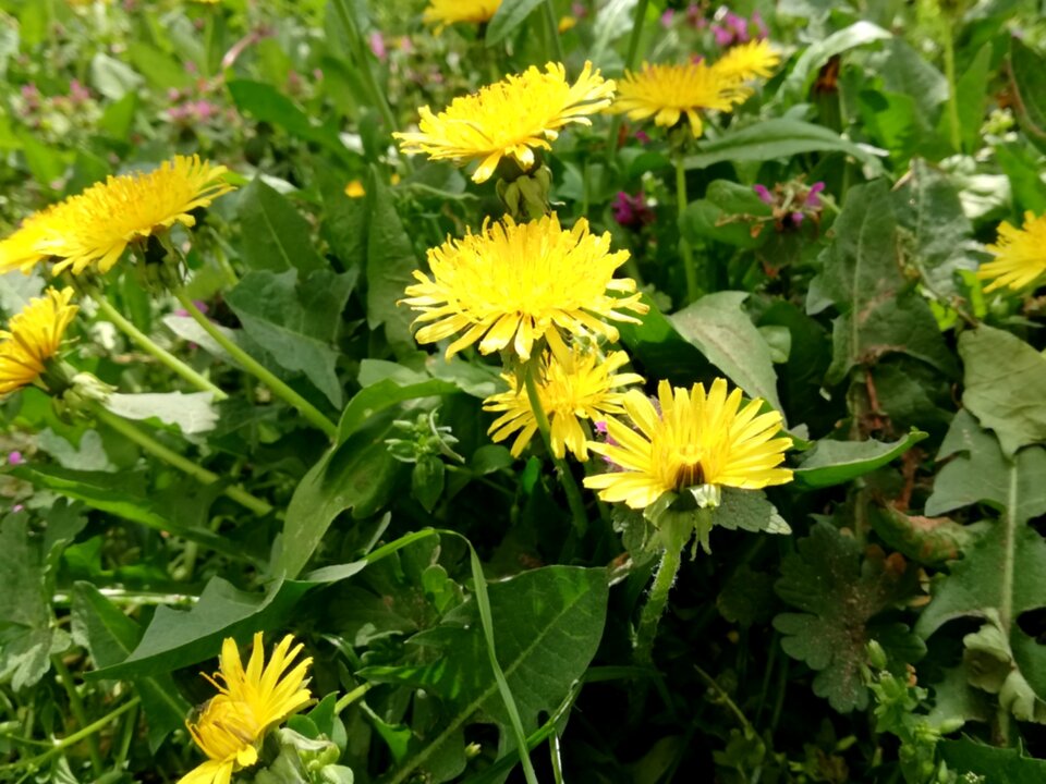 110.jpg - Para_ze_starej_Fotografii