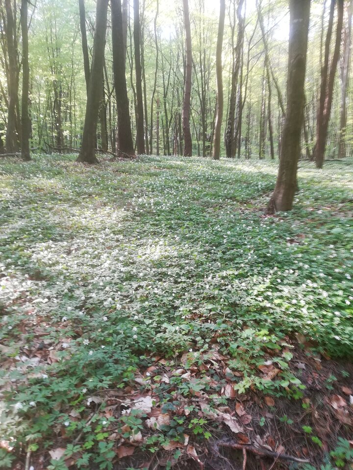 IMG_20220503_161508.jpg - 45parunia