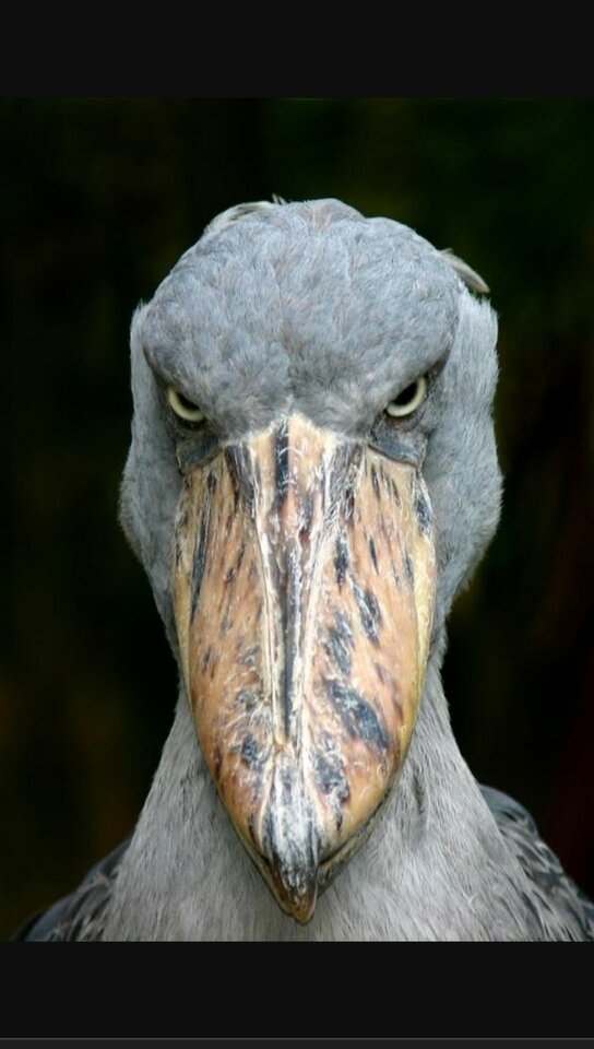 Zagubiony pisklaczek - agamich