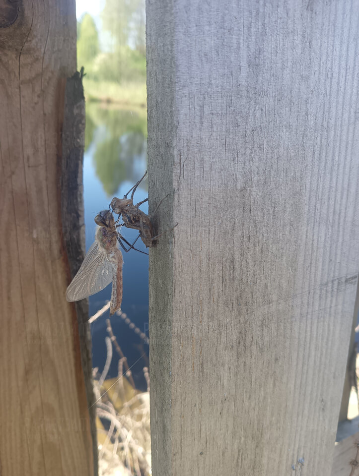 nawet owady korzystaja z Ranczo Natura - PARA3734my