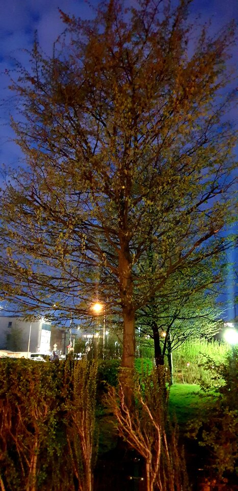 20220427_205416.jpg - Sh_e