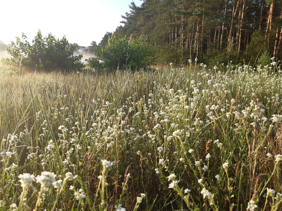 20210718_055728.jpg - torii99