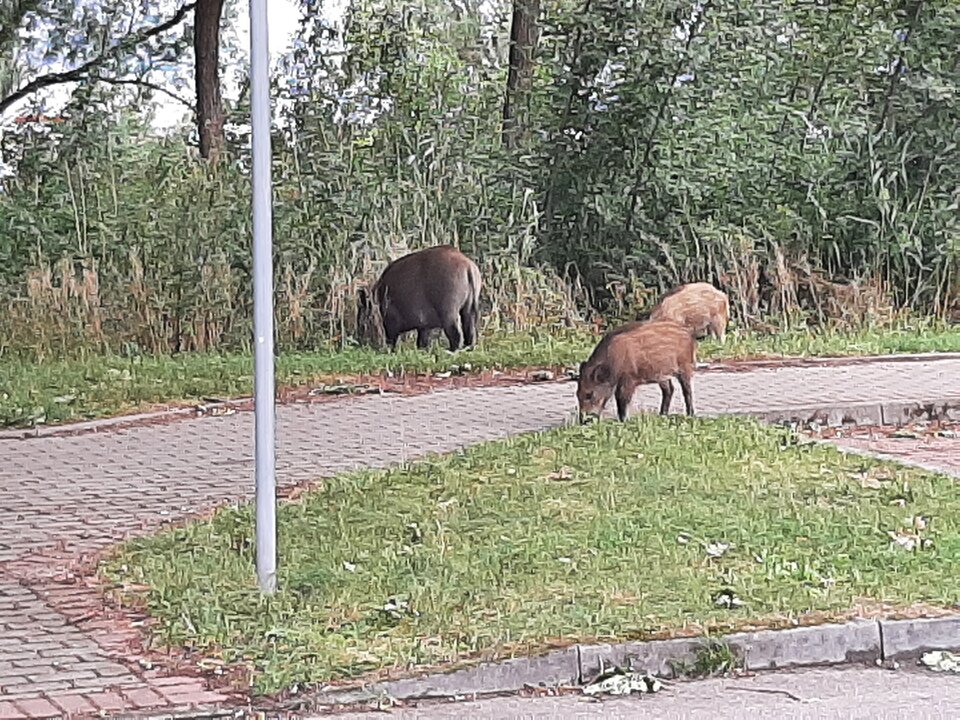 20210819_153651.jpg - ciekawy62